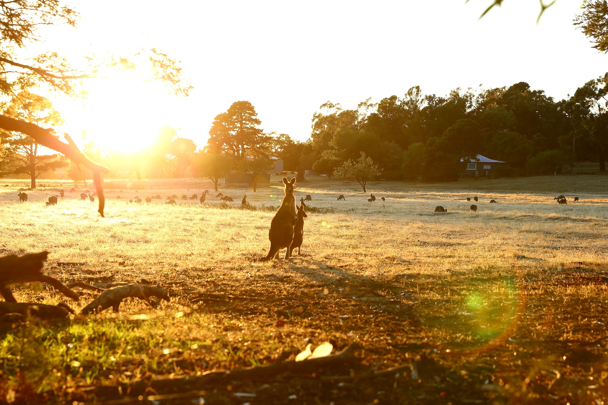 Kangourou réserve Australie soleil