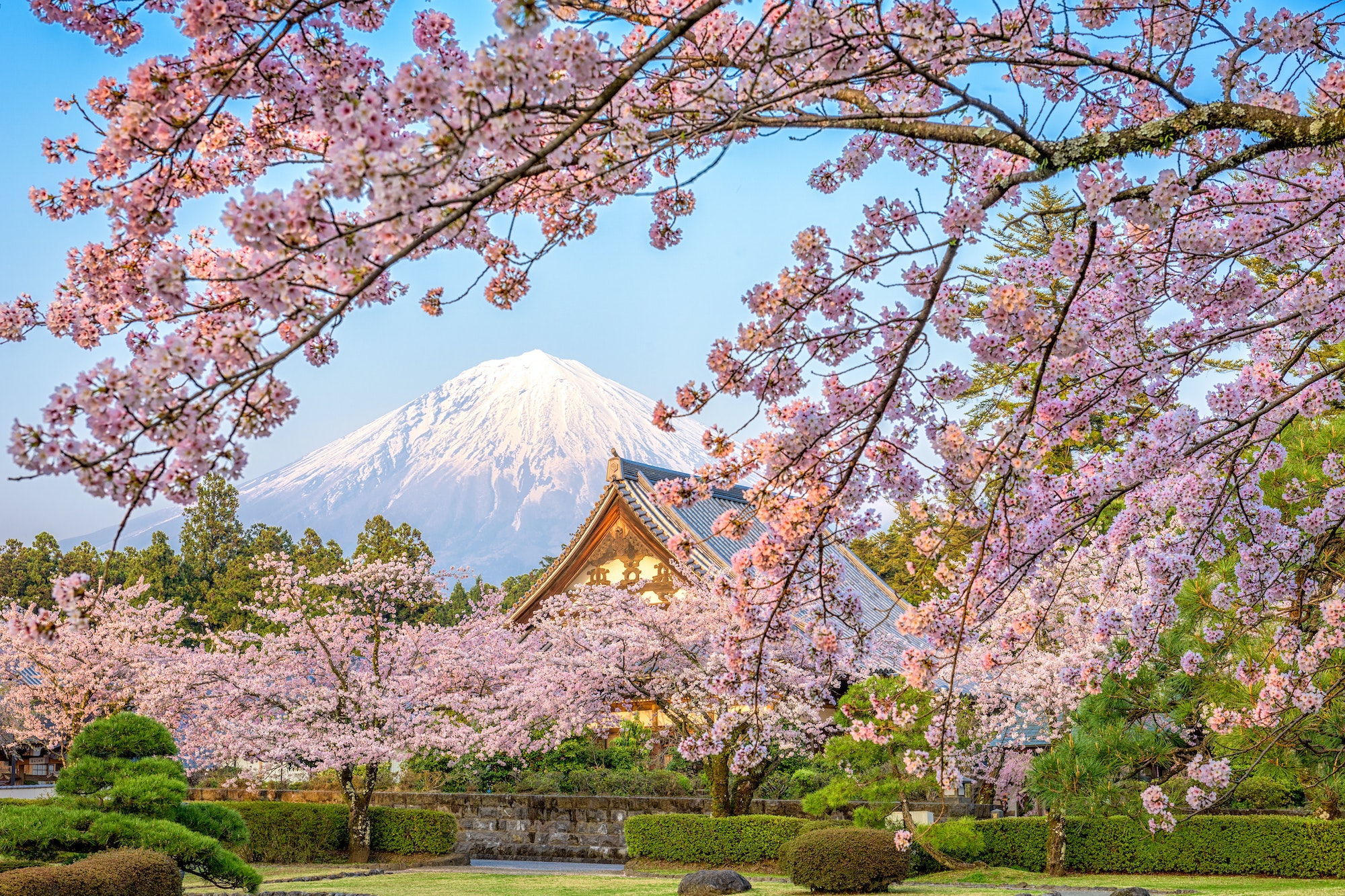Japon été Sakura mont Fuji