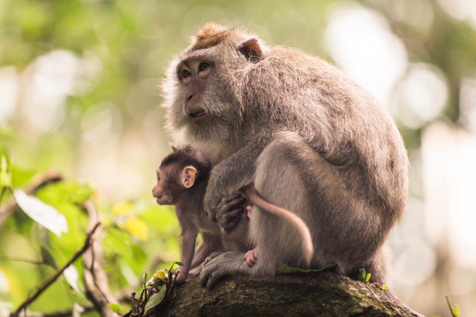 Forêt des singes à Bali