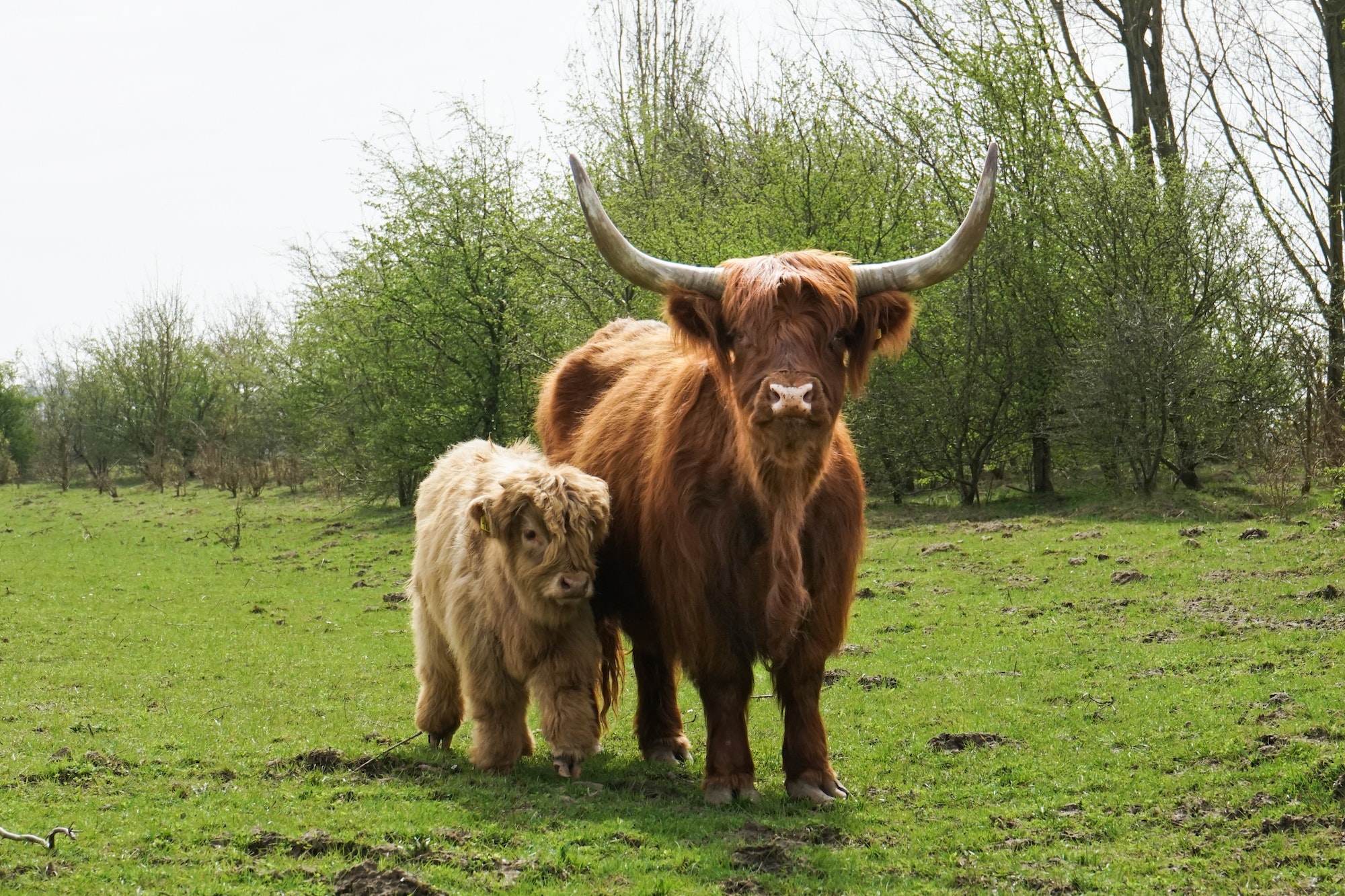 Vache Highland Ecosse