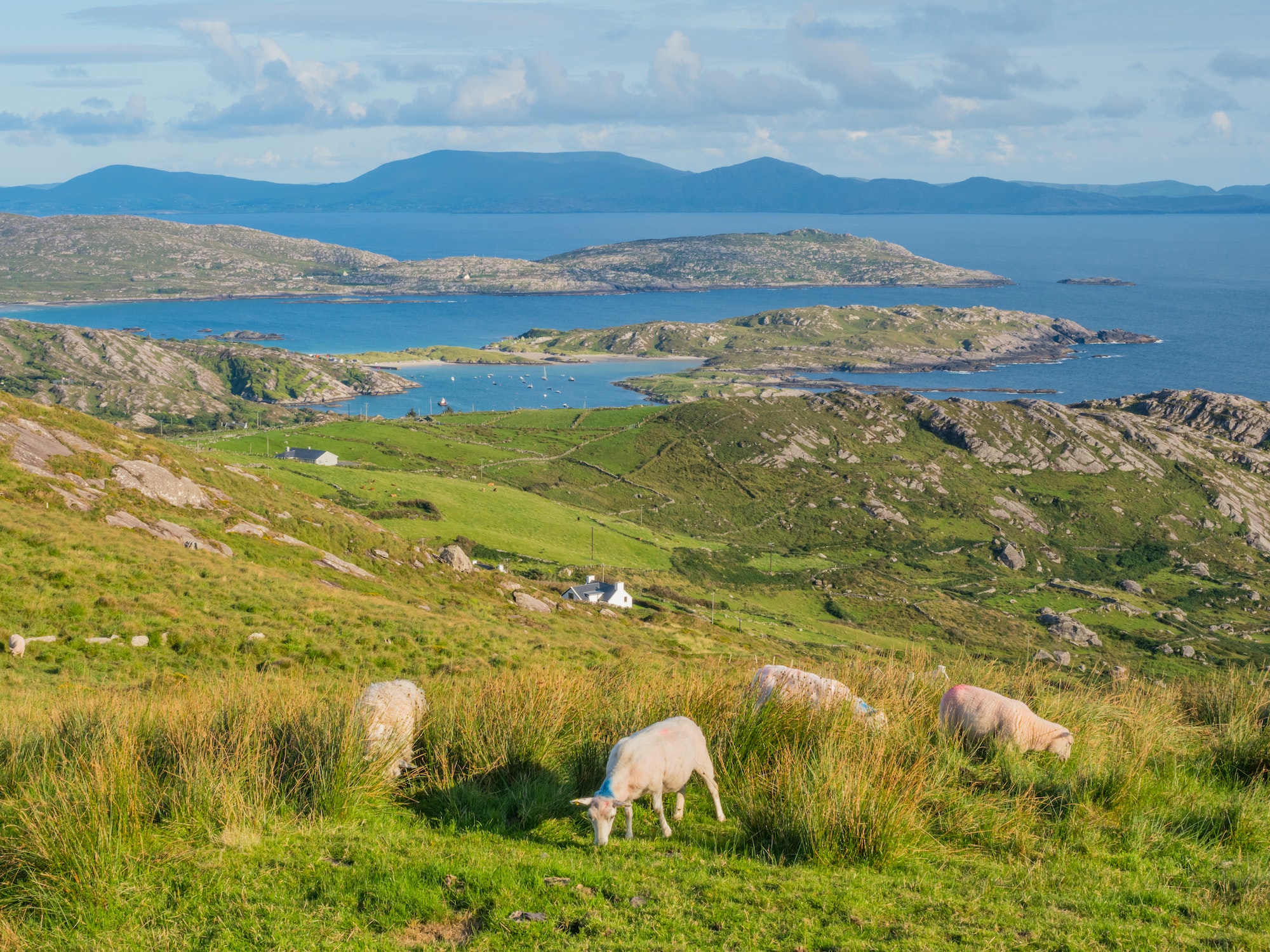 Moutons en Irlande