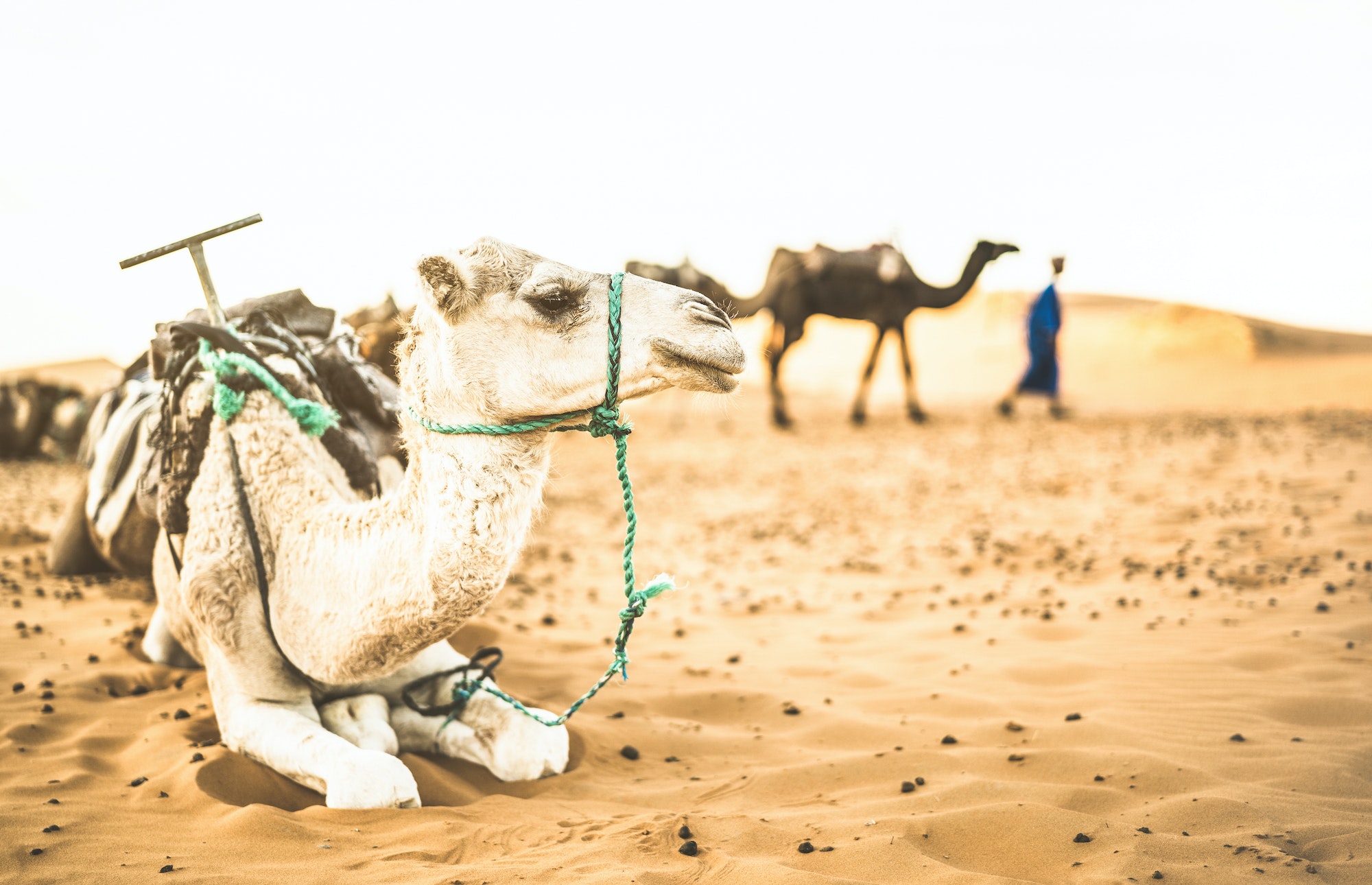 Dromadaire repos Merzouga Maroc