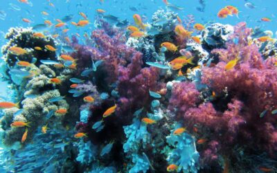 La plongée sous-marine : explorer les profondeurs