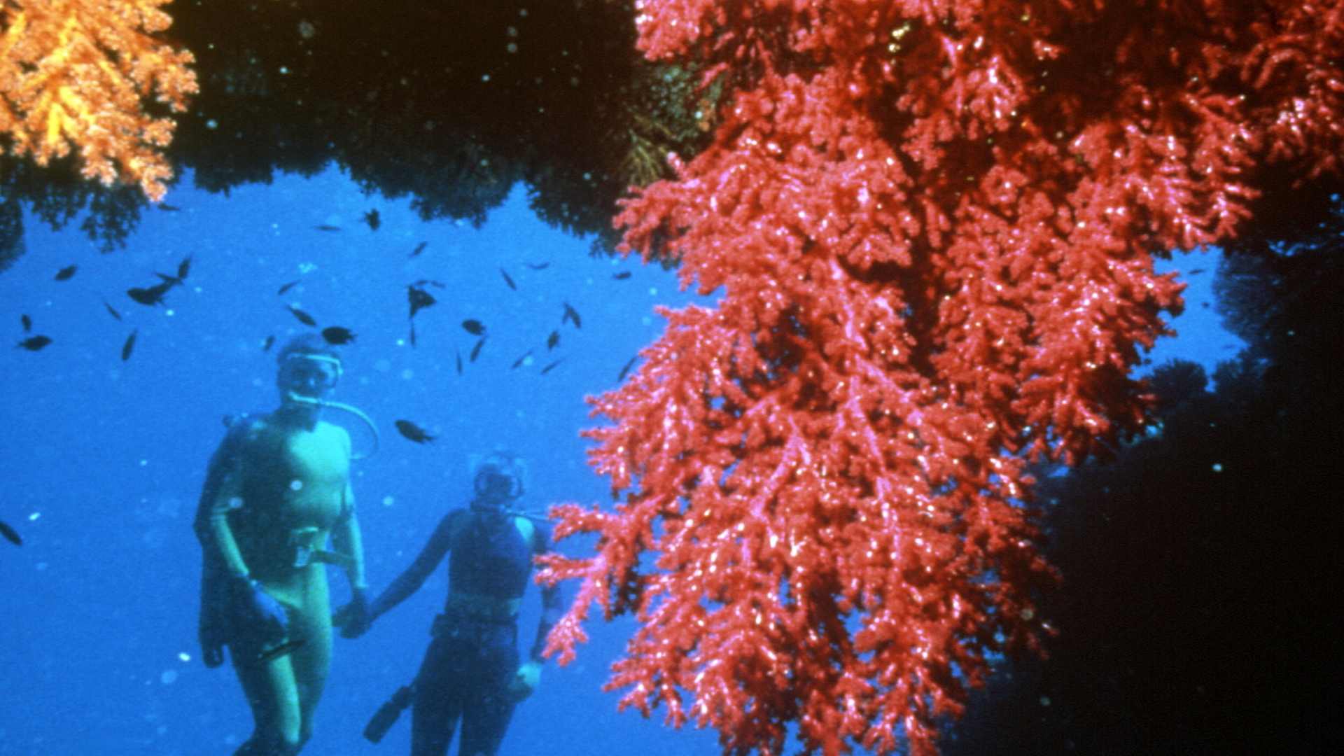 Plongée sous-marine