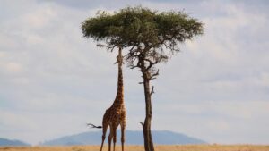 Girafe dans la savane