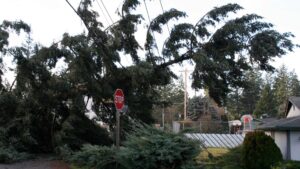 Photo d'un arbre qui est tombé