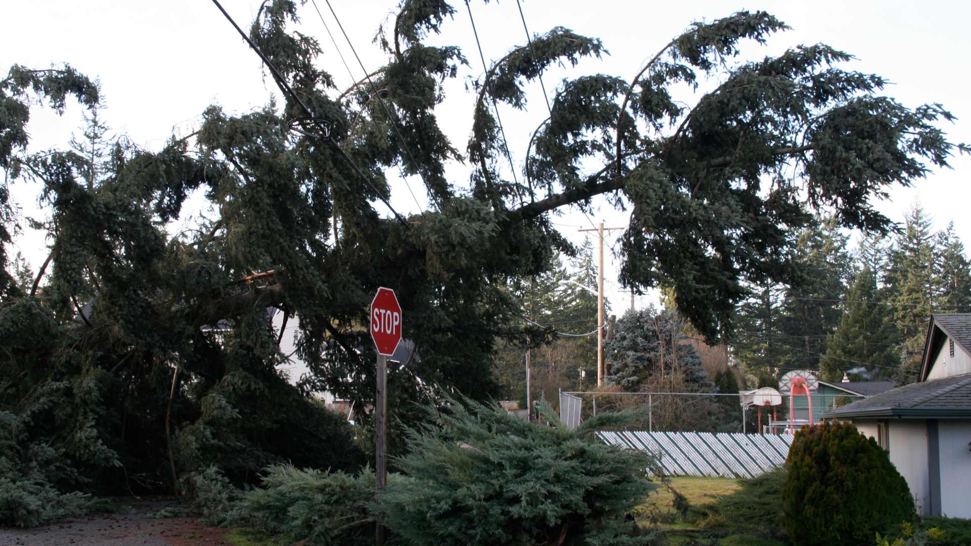 Photo d'un arbre qui est tombé 