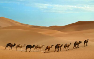 Découverte des déserts du monde : survie et beauté